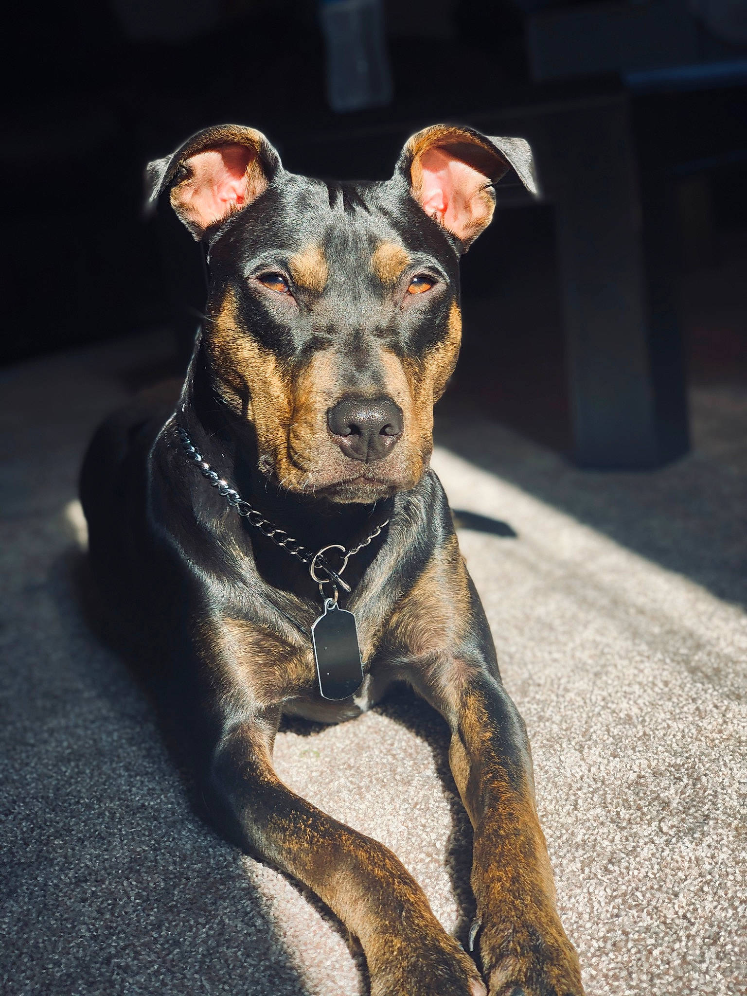 Oakley is registered to the contest to win money with this photo: black_and_tan_terrier, canidae, carnivore, dog, dog_breed, ear, fawn, feist, german_pinscher, louisiana_catahoula_leopard_dog, mammal, puppy, snout, vertebrate, whiskers