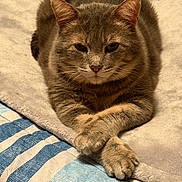Scratch joined the competition — help win amazing prizes! cat, tabby, animal, pet, feline, paws, crossed_paws, blanket, fabric, striped, fur, relaxed, indoor, resting, cute, closeup, whiskers, ears, bed, cozy
