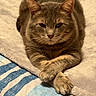 cat, tabby, animal, pet, feline, paws, crossed_paws, blanket, fabric, striped, fur, relaxed, indoor, resting, cute, closeup, whiskers, ears, bed, cozy