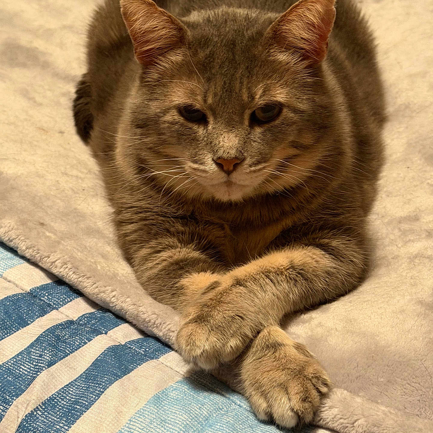 Scratch joined the competition — help win amazing prizes! cat, tabby, animal, pet, feline, paws, crossed_paws, blanket, fabric, striped, fur, relaxed, indoor, resting, cute, closeup, whiskers, ears, bed, cozy