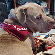 Honey joined the competition — help win amazing prizes! animal, bandana, blanket, bookshelf, brown_dog, canine, closeup, cozy, dog, ear, fan, fur, furniture, home, indoor, looking_away, pet, portrait, quilt, snout