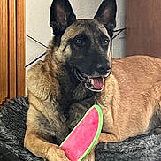 Duke is registered to the contest to win money with this photo: dog, german_shepherd, toy, watermelon_toy, indoor, pet_bed, furniture, relaxed, animal, paw, canine, smiling, ears, fur, mouth_open, resting, brown, black, cozy, household