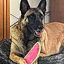 dog, german_shepherd, toy, watermelon_toy, indoor, pet_bed, furniture, relaxed, animal, paw, canine, smiling, ears, fur, mouth_open, resting, brown, black, cozy, household