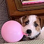 Viviane a rejoint le concours — aidez-le/la à gagner de superbes lots ! dog, puppy, balloon, pink_balloon, table, magazines, wooden_table, indoor, floor_tiles, curious, pet, animal, cute, small_dog, playing, home, furniture, pattern, domestic, young_dog