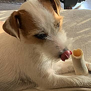 Viviane participe au concours pour gagner de l'argent avec cette photo : dog, pet, bone, chew_toy, licking_nose, brown_and_white_fur, indoor, living_room, furniture, couch, television, carpet, relaxing, close_up, animal, cute, domestic_animal, companion, resting, home