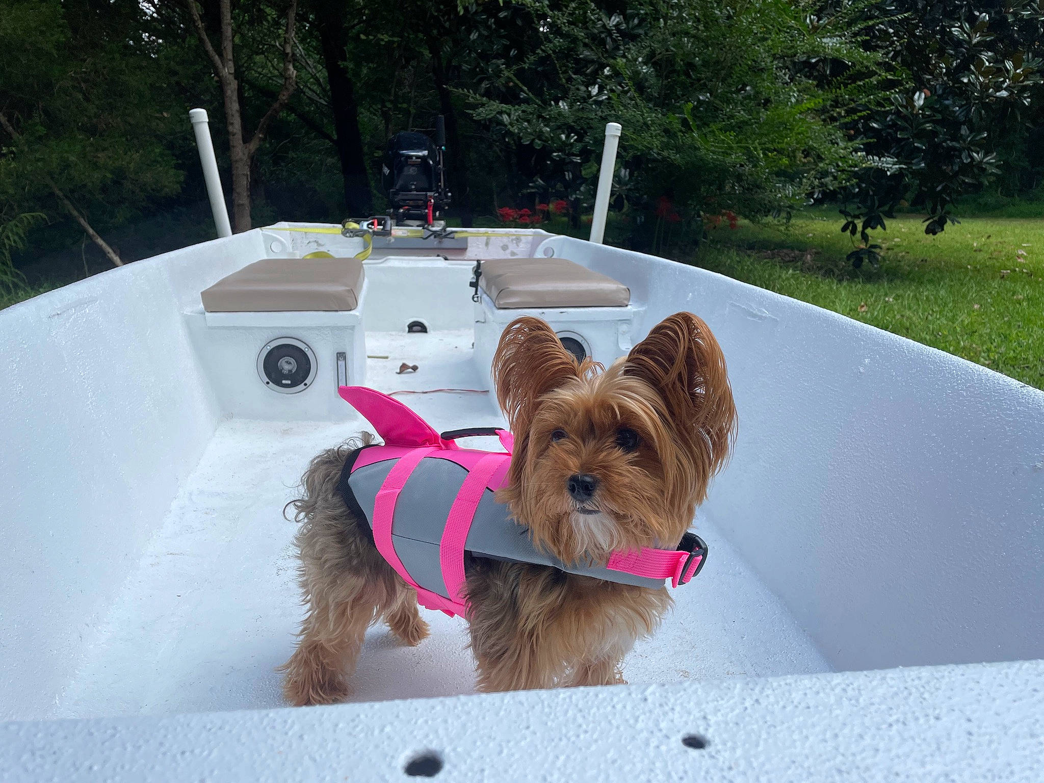 Paisley joined the competition — help win amazing prizes! boat, carnivore, collar, companion_dog, dog, dog_breed, dog_collar, dog_supply, fawn, fun, leisure, liver, pet_supply, plant, small_terrier, sporting_group, terrier, toy_dog, tree, working_animal