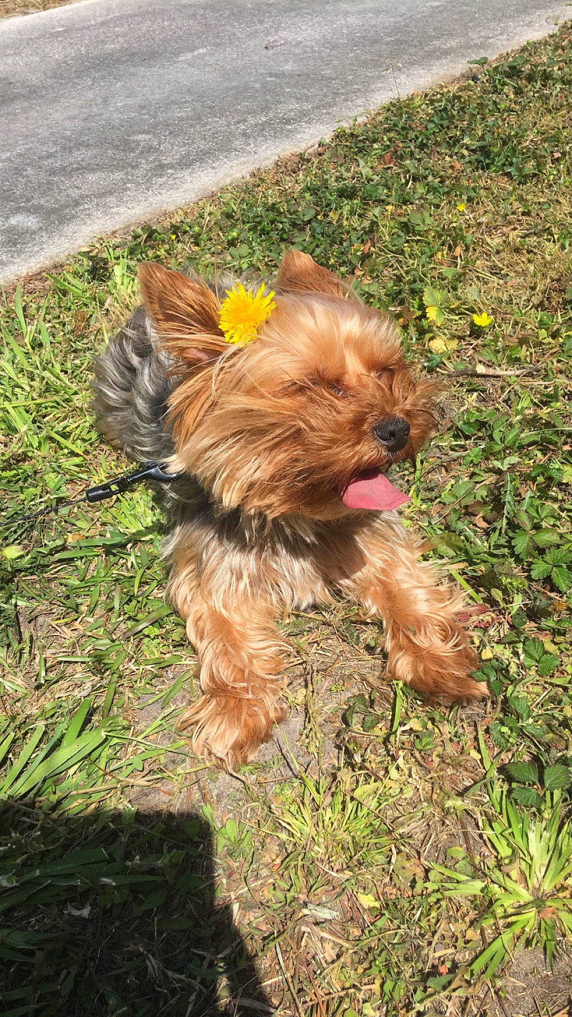 Paisley is registered to the contest to win money with this photo: canidae, carnivore, companion_dog, dog, dog_breed, dog_supply, fawn, fur, grass, groundcover, liver, plant, small_terrier, snout, sporting_group, tail, terrier, toy_dog, water_dog, working_animal