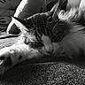 Princess a rejoint le concours — aidez-le/la à gagner de superbes lots ! animal, black_and_white, calm, cat, closeup, cozy, cushion, cute, feline, fur, home, indoor, paw, pet, portrait, relaxed, resting, sleeping, texture, whiskers