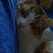 Princess a rejoint le concours — aidez-le/la à gagner de superbes lots ! animal, blue_fabric, cat, close_up, companion, cozy, cute, ears, fur, indoor, nose, peaceful, pet, relaxed, resting, sleeping, soft_light, tabby, whiskers, white_fur