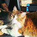 Lilou A.