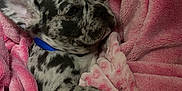 Chucho joined the competition — help win amazing prizes! puppy, dog, blanket, pink, snuggling, sleepy, fur, spotted, collar, cute, pet, cozy, indoor, resting, soft, animal, young, relaxed, wrapped, warm