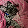 puppy, dog, blanket, pink, snuggling, sleepy, fur, spotted, collar, cute, pet, cozy, indoor, resting, soft, animal, young, relaxed, wrapped, warm