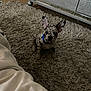 Chucho is registered to the contest to win money with this photo: puppy, dog, carpet, indoor, furniture, dresser, blue_collar, ears, pet, floor, home, curious, small_dog, shaggy_rug, speckled, animal, cute, sitting, brown_carpet, room