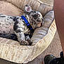 Chucho joined the competition — help win amazing prizes! puppy, dog_bed, sleeping, collar, blue_collar, spots, paw, concrete_floor, shoe, black_shoe, red_sole, leg, resting, cozy, pet, animal, cute, domestic_animal, fur, indoor