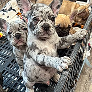 Chucho joined the competition — help win amazing prizes! puppy, french_bulldog, dog, crate, indoor, cute, pet, animal, young, sleeping, curious, speckled, gray, tan, fur, paw, metal, cage, closeup, group
