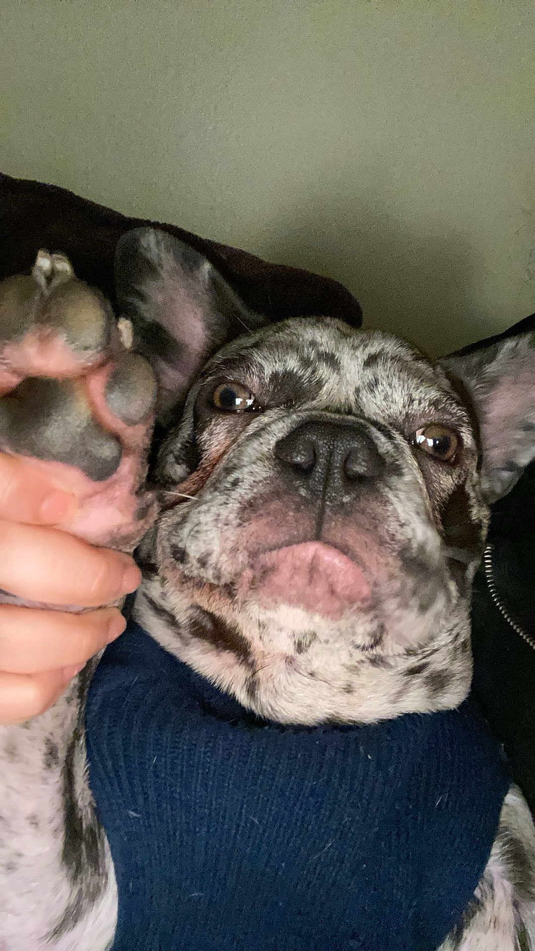 Chucho joined the competition — help win amazing prizes! dog, paw, hand, sweater, close_up, pet, animal, fur, ears, snout, nose, indoor, portrait, speckled, canine, cute, domestic_animal, resting, brown_eyes, pink_paw_pads