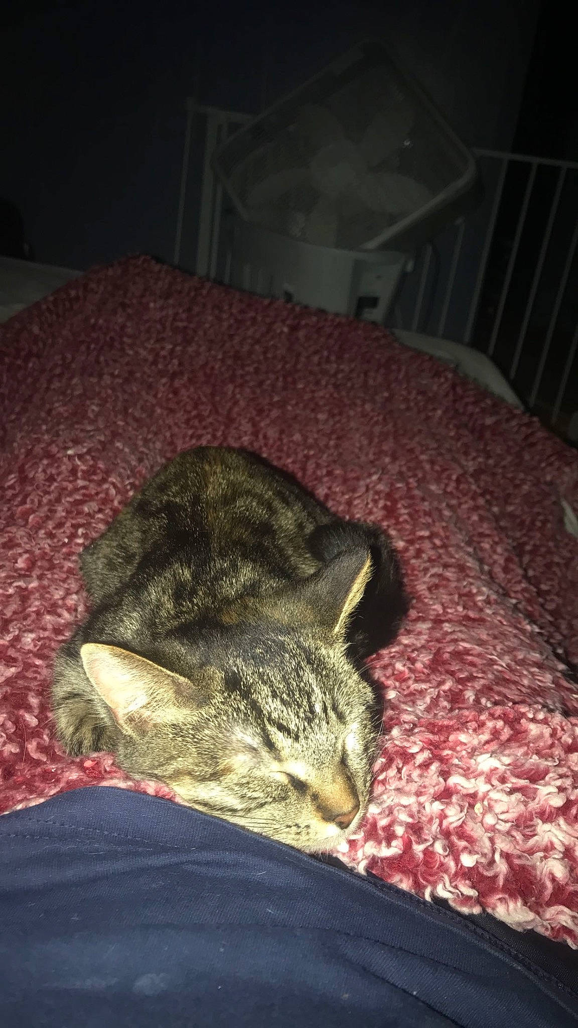 Sushi is registered to the contest to win money with this photo: carnivore, cat, claw, comfort, darkness, domestic_short_haired_cat, ear, eye, felidae, fur, linens, nap, plant, sleep, small_to_medium_sized_cats, snout, tail, terrestrial_animal, tree, whiskers