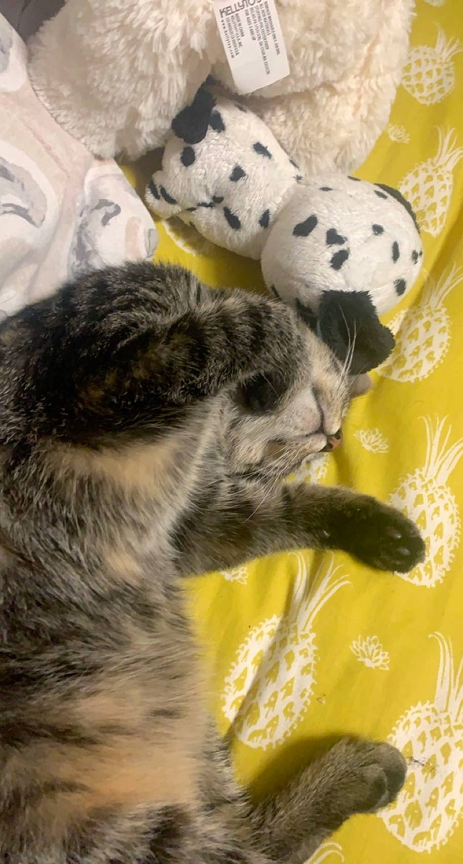 Sushi is registered to the contest to win money with this photo: canidae, carnivore, cat, claw, dog_breed, domestic_short_haired_cat, felidae, fur, leopard, pattern, paw, small_to_medium_sized_cats, snout, snow_leopard, sporting_group, tail, terrestrial_animal, toy, whiskers