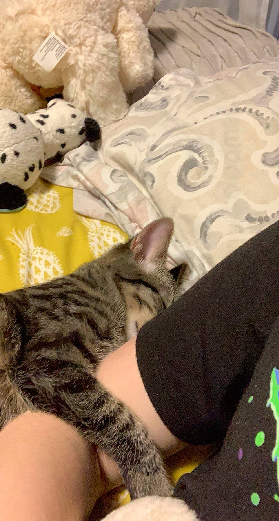 Sushi is registered to the contest to win money with this photo: bedding, carnivore, cat, comfort, couch, domestic_short_haired_cat, felidae, fur, grey, human_leg, linens, mammal, nail, nap, pattern, paw, sitting, small_to_medium_sized_cats, toy, whiskers