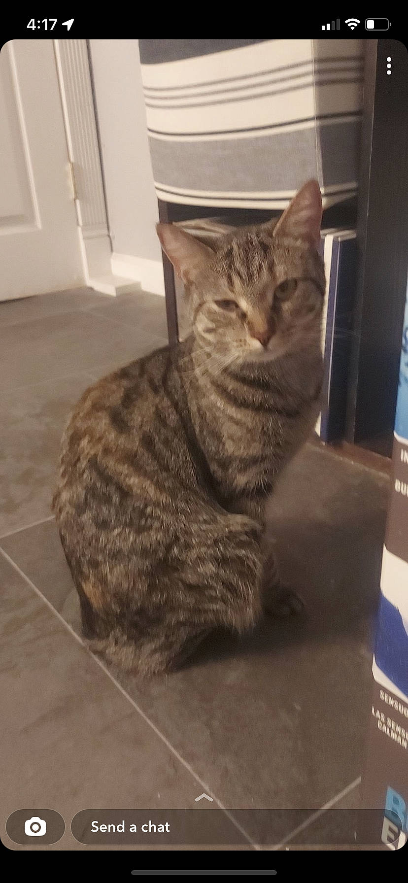 Sushi is registered to the contest to win money with this photo: carnivore, cat, domestic_short_haired_cat, door, felidae, flooring, fur, sitting, small_to_medium_sized_cats, snout, tail, terrestrial_animal, wall_plate, whiskers