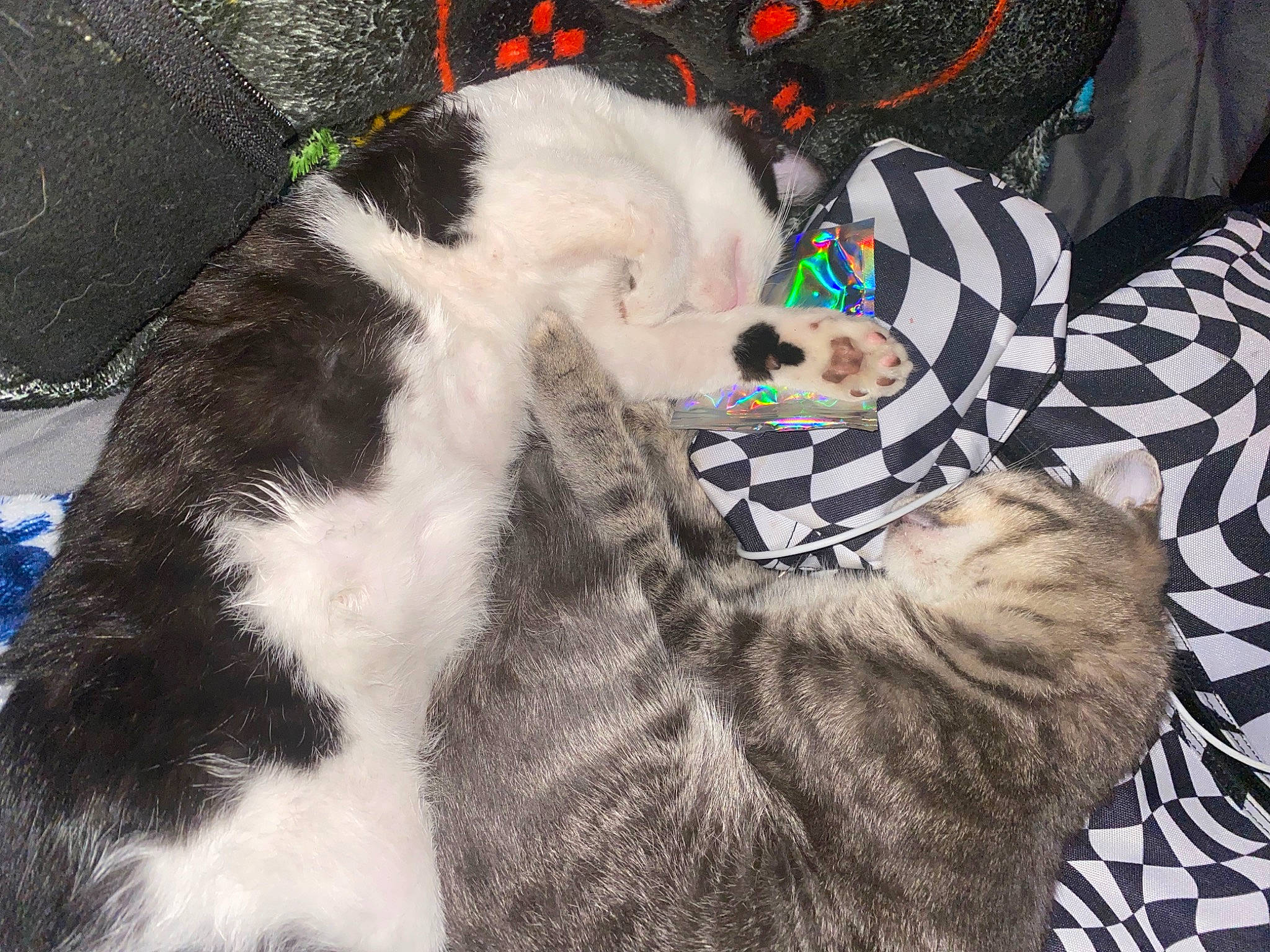 Duchess joined the competition — help win amazing prizes! canidae, carnivore, cat, comfort, companion_dog, dog_breed, domestic_short_haired_cat, felidae, fur, linens, mammal, nap, natural_material, pattern, paw, small_to_medium_sized_cats, sporting_group, tail, vertebrate, whiskers