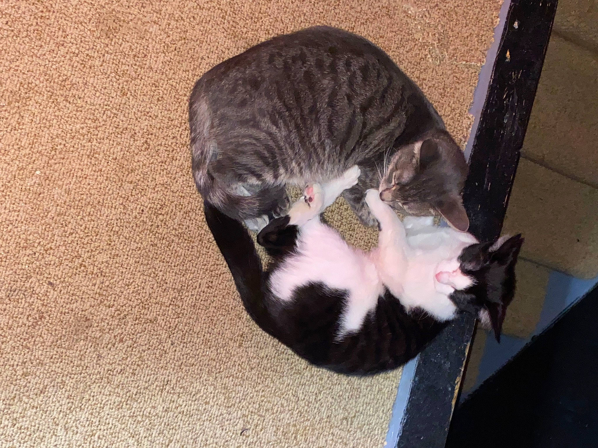 Duchess is registered to the contest to win money with this photo: carnivore, cat, cat_supply, claw, comfort, dog_breed, domestic_short_haired_cat, felidae, flooring, fur, head, mammal, paw, small_to_medium_sized_cats, snout, sporting_group, tail, terrestrial_animal, vertebrate, whiskers