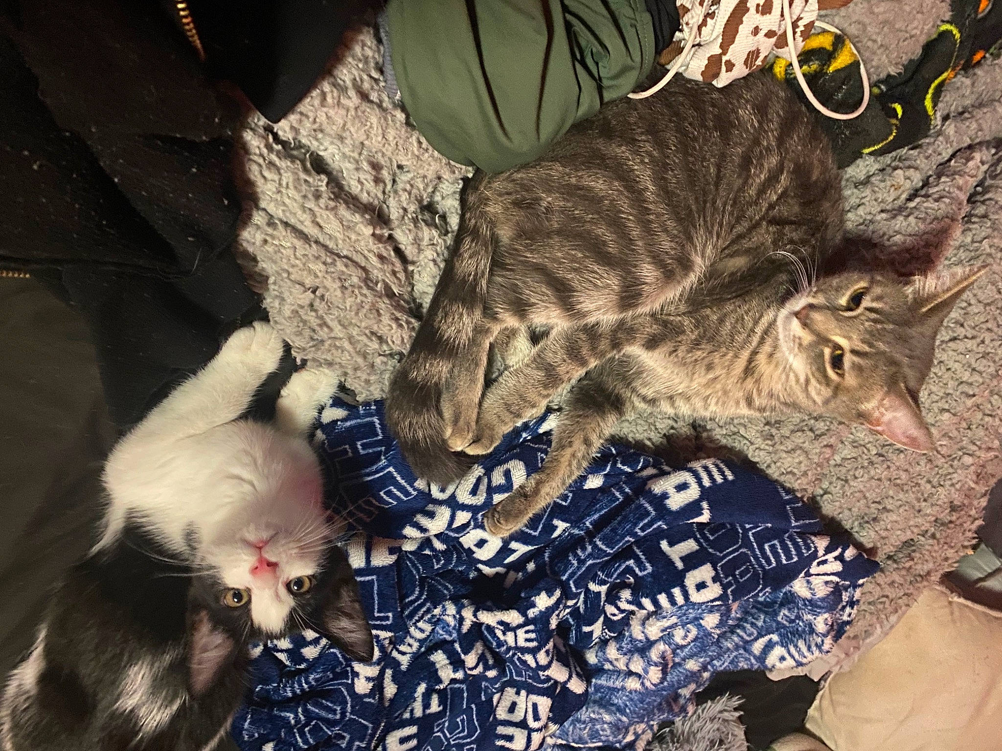 Duchess is registered to the contest to win money with this photo: carnivore, cat, claw, comfort, domestic_short_haired_cat, fawn, felidae, fur, pattern, paw, small_to_medium_sized_cats, snout, tail, terrestrial_animal, tree, whiskers