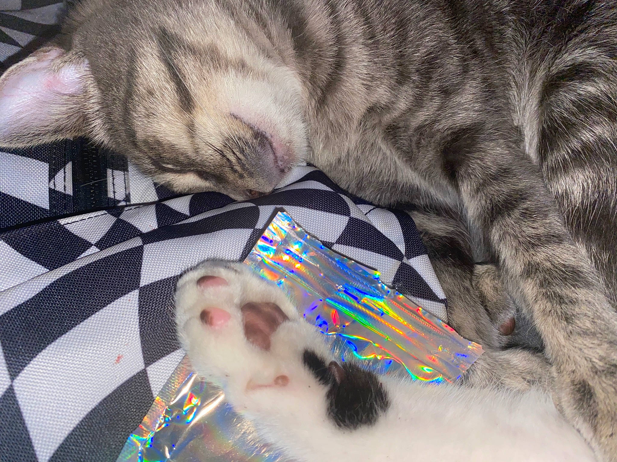 Duchess joined the competition — help win amazing prizes! carnivore, cat, claw, comfort, companion_dog, domestic_short_haired_cat, fawn, felidae, foot, fur, human_leg, linens, nail, pattern, paw, small_to_medium_sized_cats, snout, tail, textile, whiskers