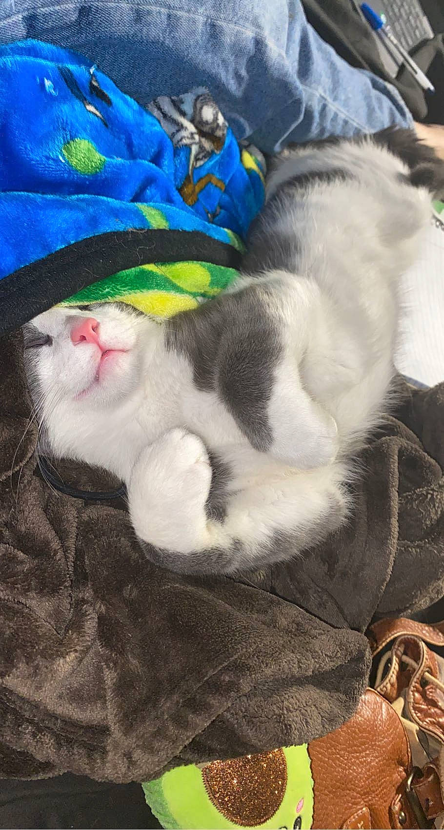 Bones is registered to the contest to win money with this photo: canidae, carnivore, cat, claw, comfort, domestic_short_haired_cat, felidae, fur, grass, lap, linens, mammal, nap, paw, small_to_medium_sized_cats, snout, tail, toy, vertebrate, whiskers