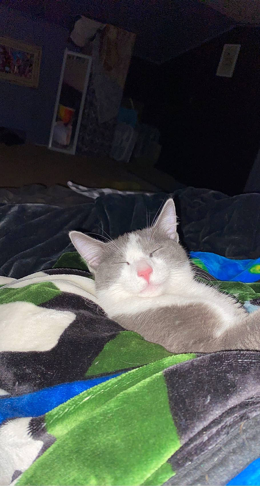 Bones is registered to the contest to win money with this photo: carnivore, cat, comfort, domestic_short_haired_cat, felidae, fur, grey, linens, russian_blue, small_to_medium_sized_cats, tail, whiskers