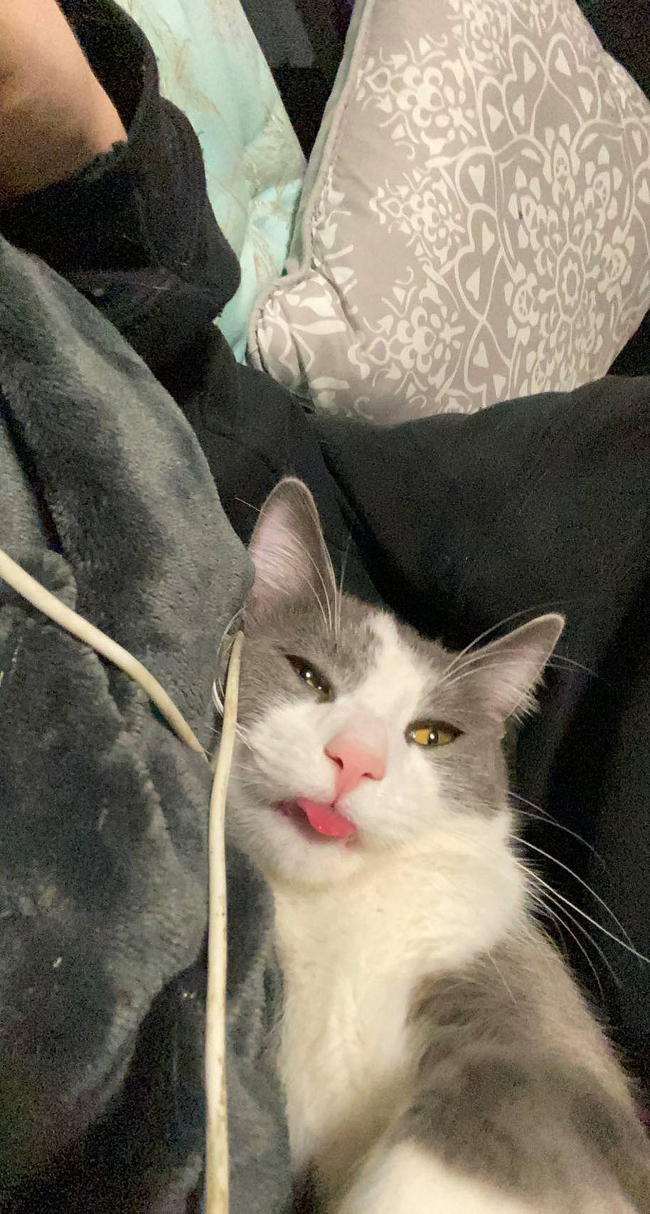 Bones is registered to the contest to win money with this photo: carnivore, cat, comfort, domestic_short_haired_cat, felidae, fur, linens, pillow, small_to_medium_sized_cats, snout, tail, tree, whiskers