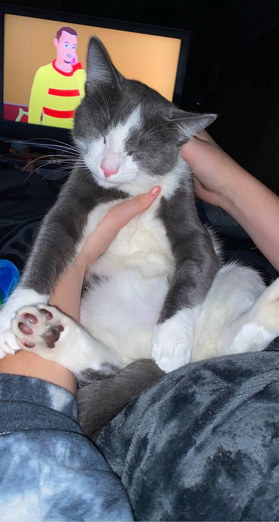 Bones joined the competition — help win amazing prizes! box, carnivore, cat, claw, comfort, computer_keyboard, domestic_short_haired_cat, felidae, fur, human_leg, lap, nap, paw, peripheral, sitting, small_to_medium_sized_cats, tail, whiskers