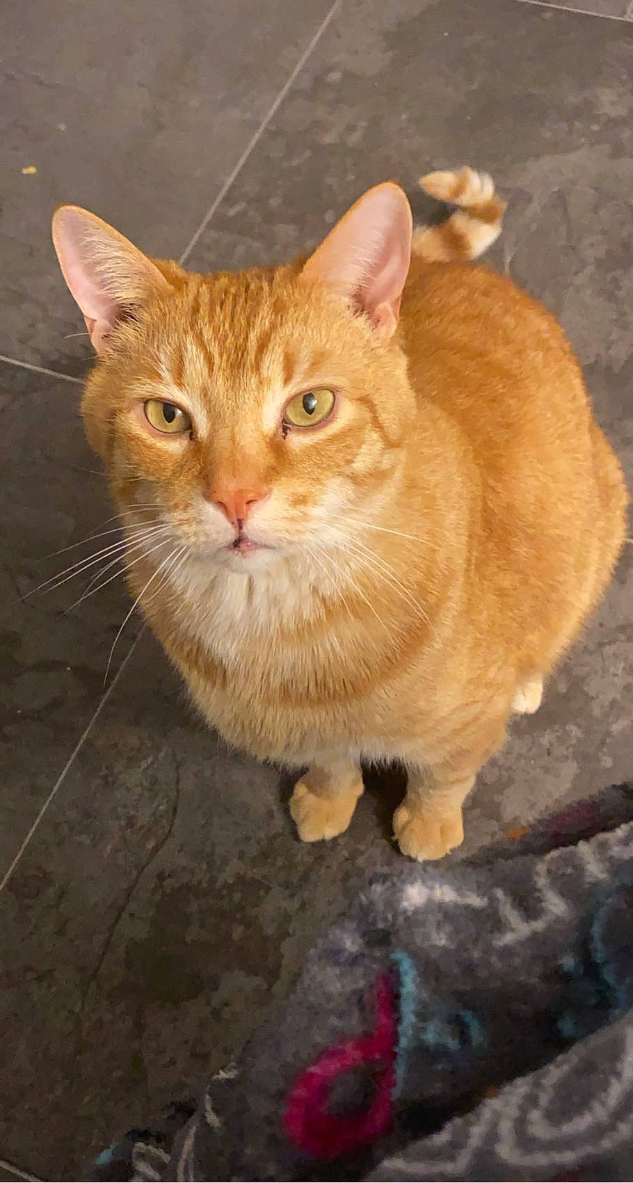 Amore is registered to the contest to win money with this photo: carnivore, cat, claw, domestic_short_haired_cat, eye, fawn, felidae, flooring, fur, paw, sitting, small_to_medium_sized_cats, snout, tail, terrestrial_animal, whiskers, wildlife, window, wood