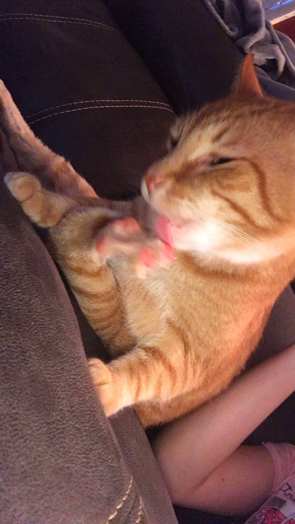 Amore joined the competition — help win amazing prizes! canidae, carnivore, cat, comfort, domestic_short_haired_cat, ear, fawn, felidae, fur, human_leg, lap, nap, paw, small_to_medium_sized_cats, snout, tail, tree, whiskers, window, wood