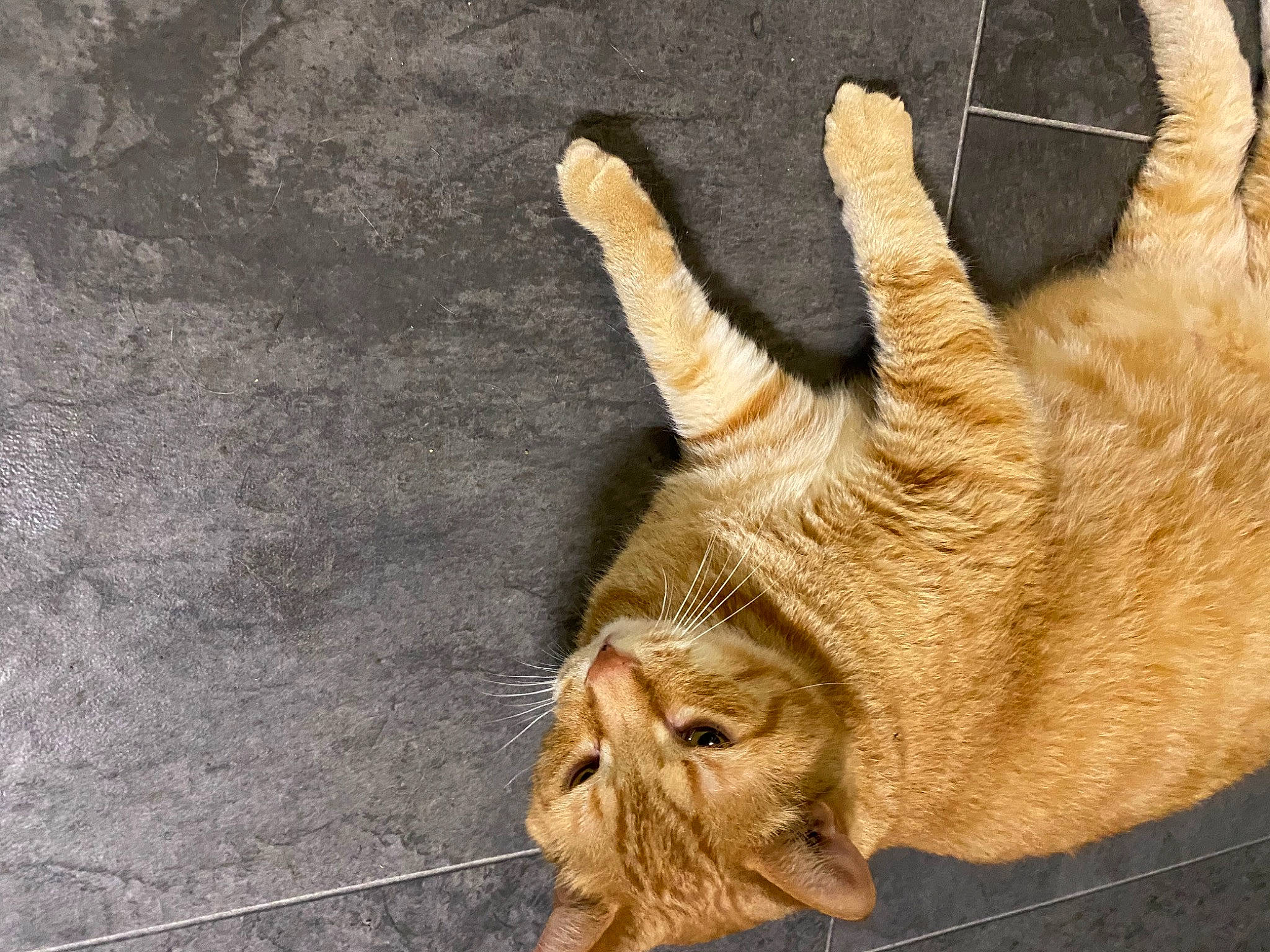 Amore is registered to the contest to win money with this photo: canidae, carnivore, cat, claw, dog_breed, domestic_short_haired_cat, fawn, felidae, fur, gesture, paw, small_to_medium_sized_cats, snout, sporting_group, tail, terrestrial_animal, whiskers, wildlife, wood, wrinkle