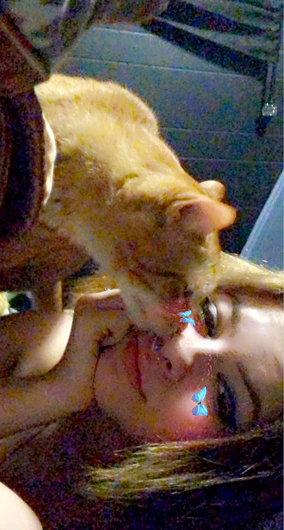 Amore is registered to the contest to win money with this photo: child, claw, fawn, felidae, flesh, fun, fur, jaw, mouth, nail, neck, selfie, small_to_medium_sized_cats, whiskers