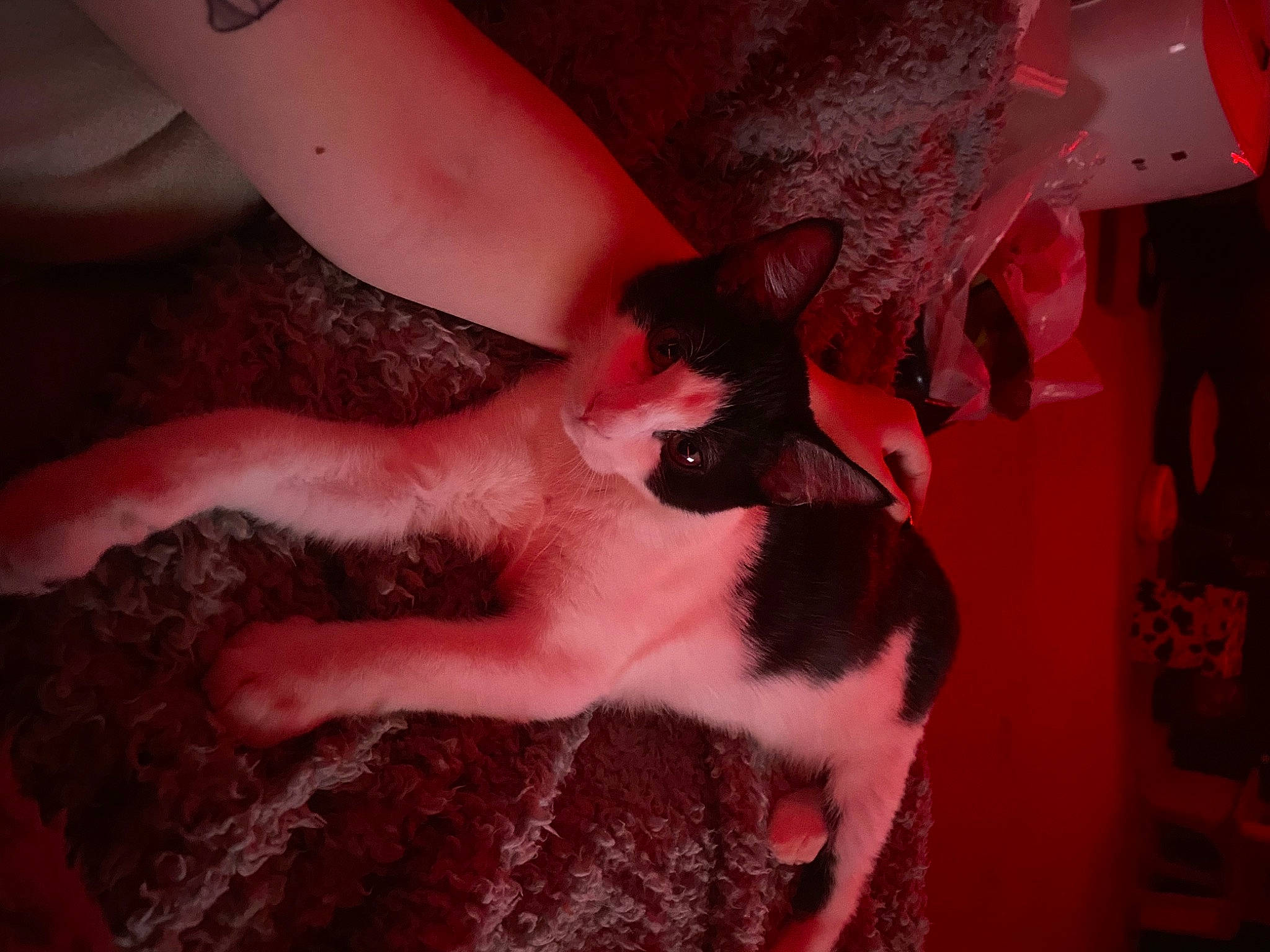 Maui joined the competition — help win amazing prizes! carnivore, cat, dog_breed, elbow, fawn, felidae, finger, fur, gesture, human_leg, nail, paw, pink, small_to_medium_sized_cats, snout, sporting_group, tail, thigh, whiskers, wrist