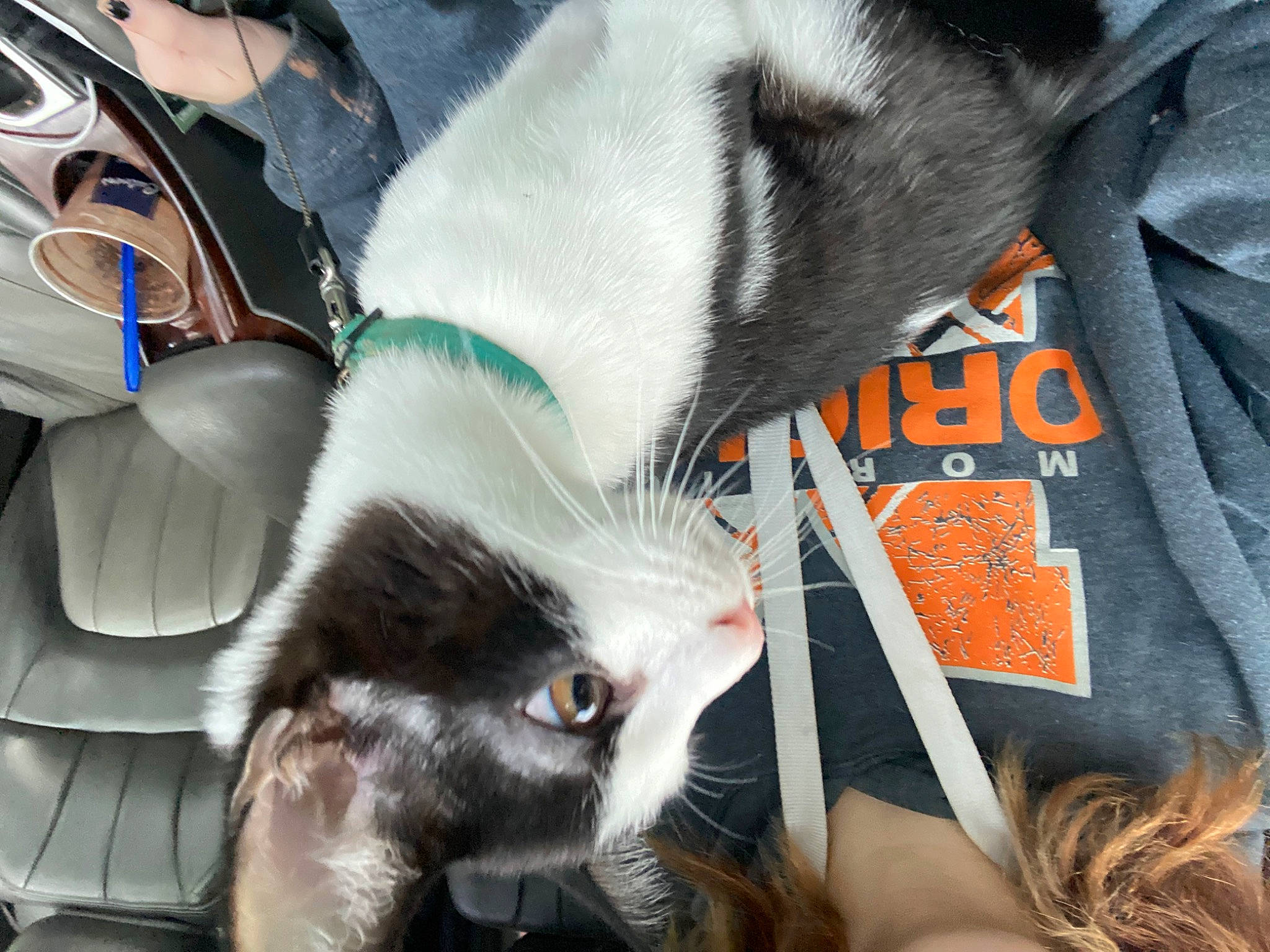 Maui joined the competition — help win amazing prizes! canidae, carnivore, cat, companion_dog, dog_breed, domestic_short_haired_cat, fashion_accessory, felidae, foot, fur, glove, human_leg, paw, small_to_medium_sized_cats, snapshot, sporting_group, tail, thigh, vertebrate, whiskers