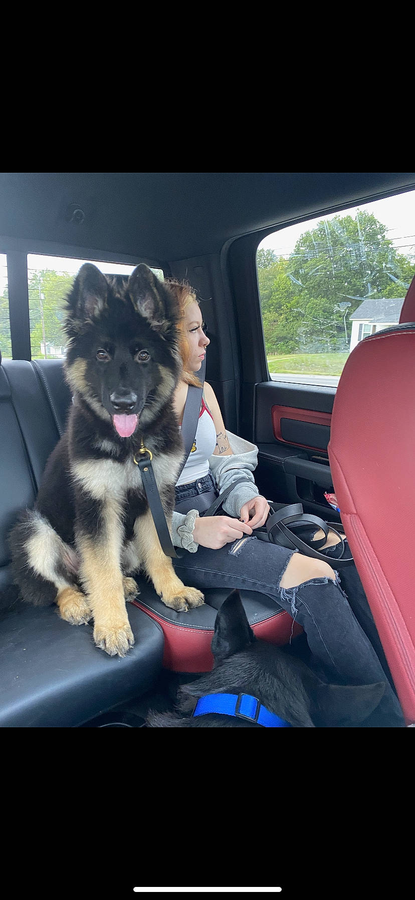 Vinny joined the competition — help win amazing prizes! auto_part, automotive_exterior, canidae, car, car_seat, car_seat_cover, carnivore, companion_dog, dog, dog_breed, family_car, fur, head_restraint, luxury_vehicle, motor_vehicle, sitting, sporting_group, vehicle, vehicle_door, window