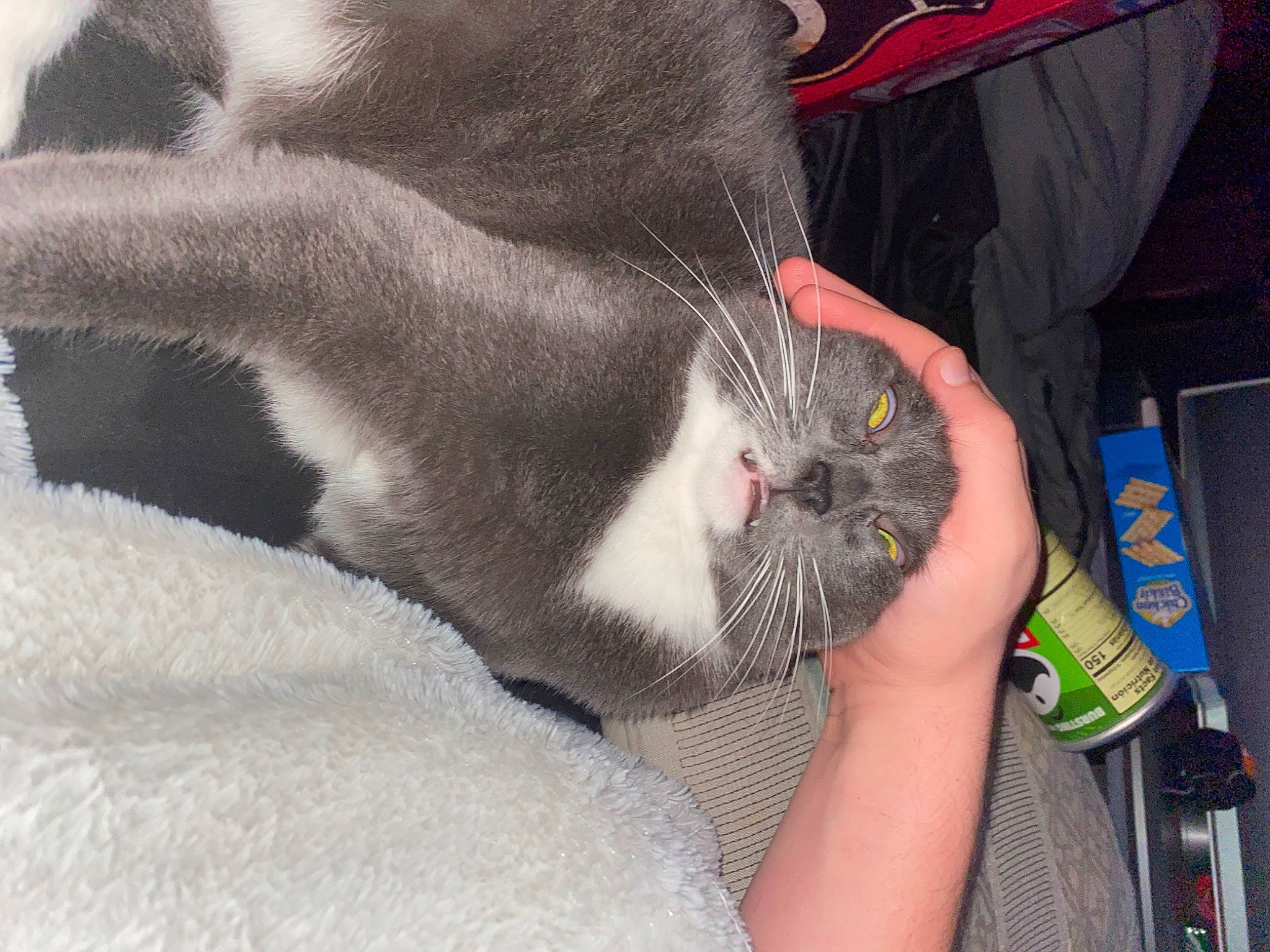 Toe Beans joined the competition — help win amazing prizes! carnivore, cat, claw, comfort, domestic_short_haired_cat, felidae, foot, fur, gesture, lap, mammal, nail, paw, small_to_medium_sized_cats, tail, toe, whiskers, wrist