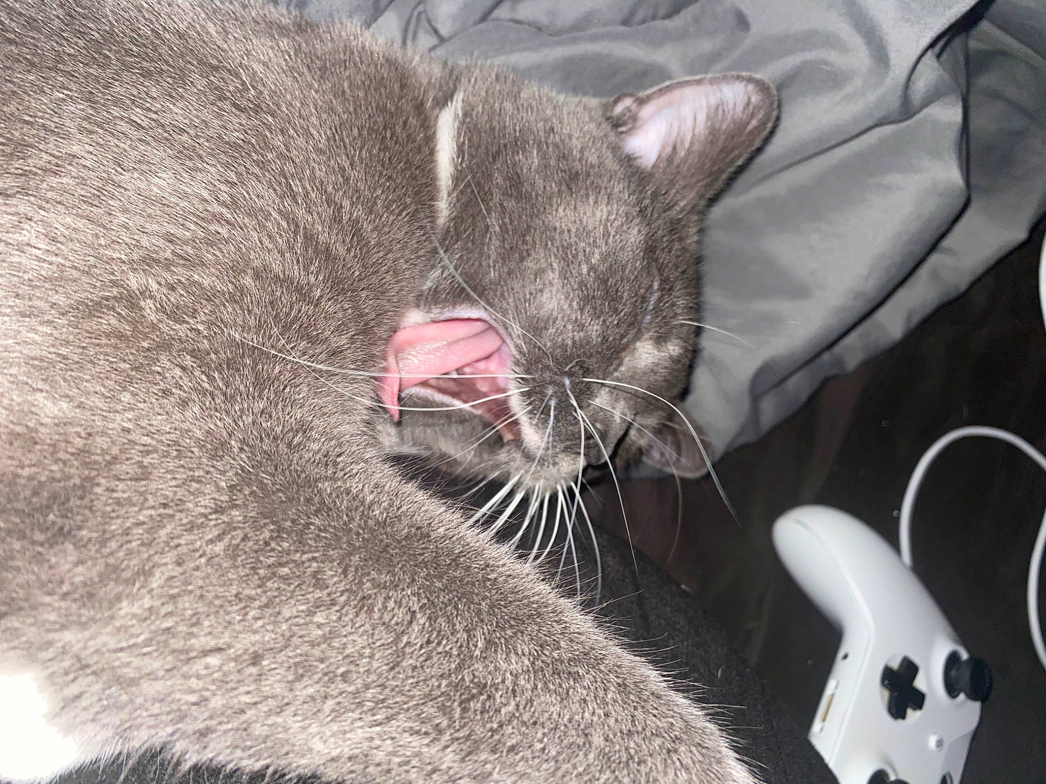Toe Beans joined the competition — help win amazing prizes! audio_equipment, bombay, carnivore, cat, claw, comfort, domestic_short_haired_cat, fang, felidae, fur, grey, nap, paw, small_to_medium_sized_cats, snout, terrestrial_animal, whiskers, yawn