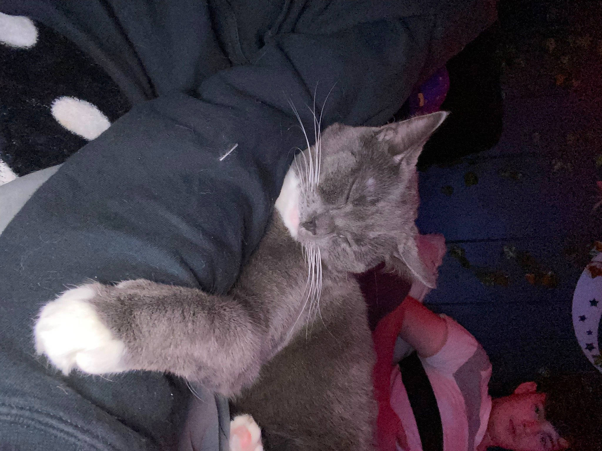 Toe Beans is registered to the contest to win money with this photo: carnivore, cat, claw, comfort, dog_breed, domestic_short_haired_cat, felidae, foot, fur, gesture, grey, human_leg, nail, paw, sleeve, small_to_medium_sized_cats, sporting_group, tail, thigh, whiskers