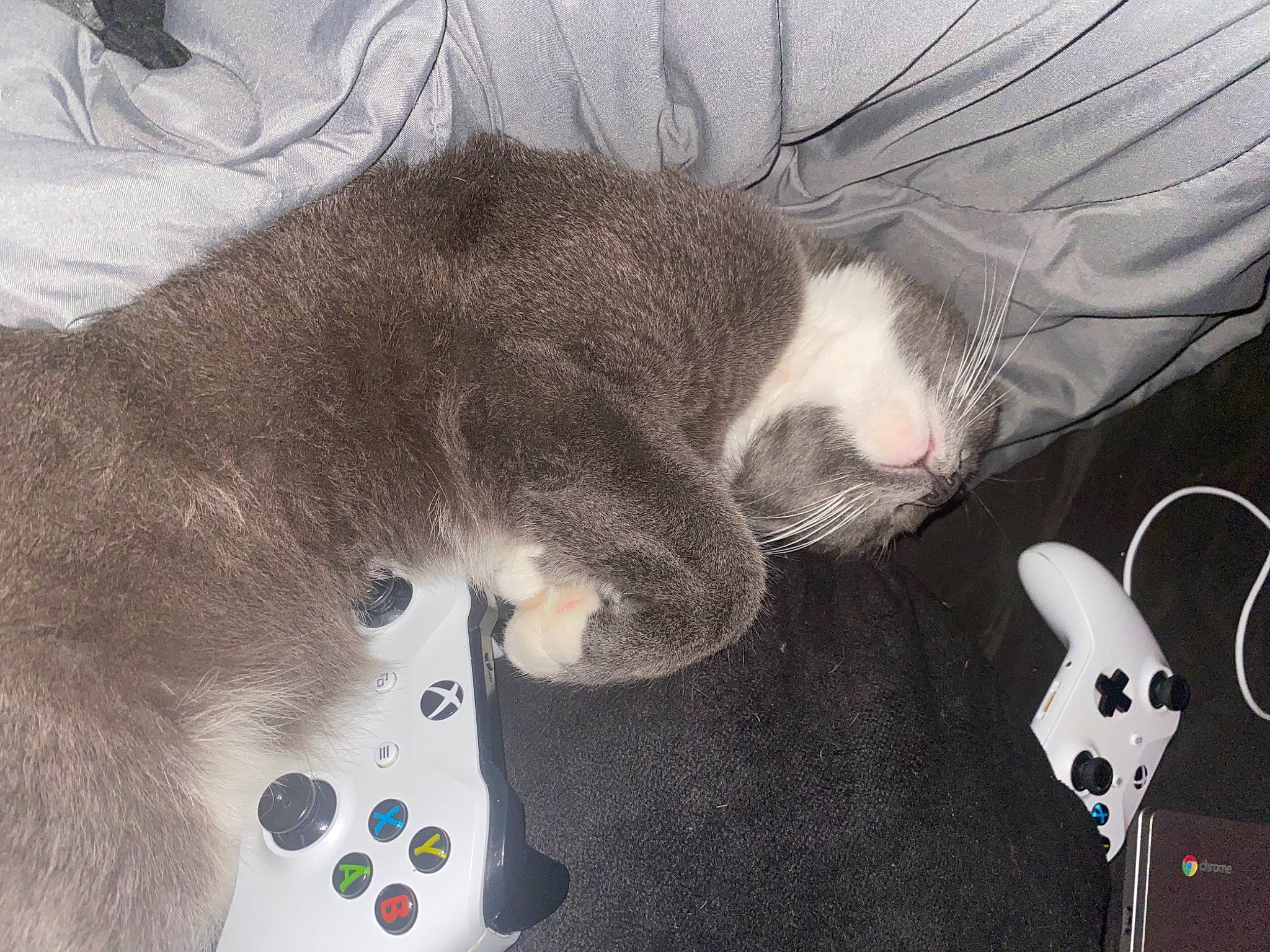 Toe Beans is registered to the contest to win money with this photo: audio_equipment, cable, carnivore, cat, comfort, domestic_short_haired_cat, ear, fashion_accessory, felidae, fur, gadget, game_controller, grey, input_device, paw, small_to_medium_sized_cats, snout, stuffed_toy, tail, whiskers