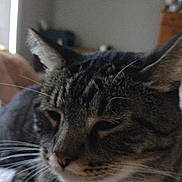 Buddy joined the competition — help win amazing prizes! cat, tabby, indoor, close_up, pet, whiskers, fur, collar, bell, toy, yarn, relaxed, resting, animal, mammal, feline, cozy, bed, soft_focus, domestic