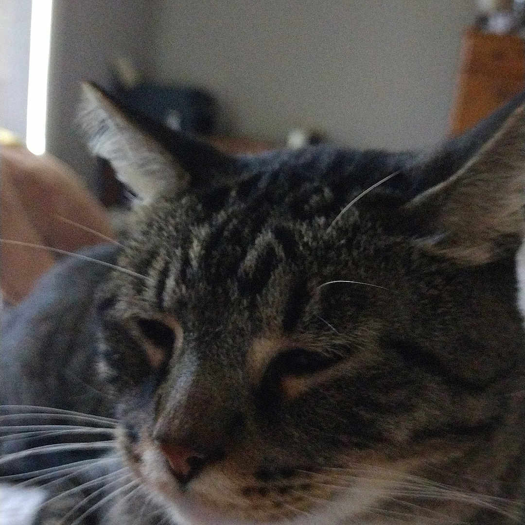 Buddy