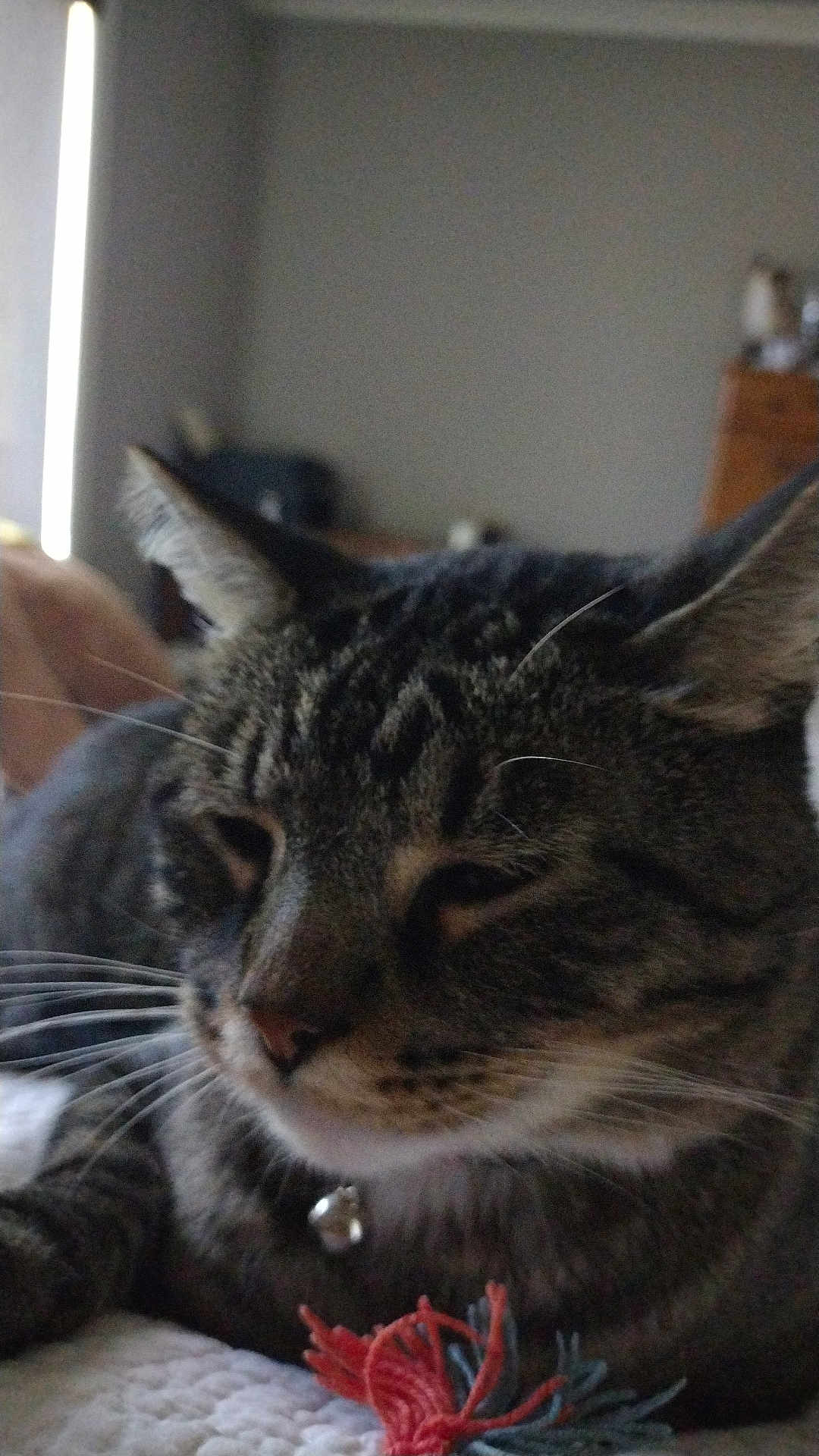 Buddy joined the competition — help win amazing prizes! cat, tabby, indoor, close_up, pet, whiskers, fur, collar, bell, toy, yarn, relaxed, resting, animal, mammal, feline, cozy, bed, soft_focus, domestic