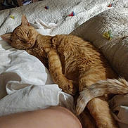 Blondie joined the competition — help win amazing prizes! cat, ginger_cat, sleeping, bed, blanket, quilt, tassels, indoor, cozy, feline, pet, relaxed, fur, resting, comfort, tail, paw, soft, home, animal