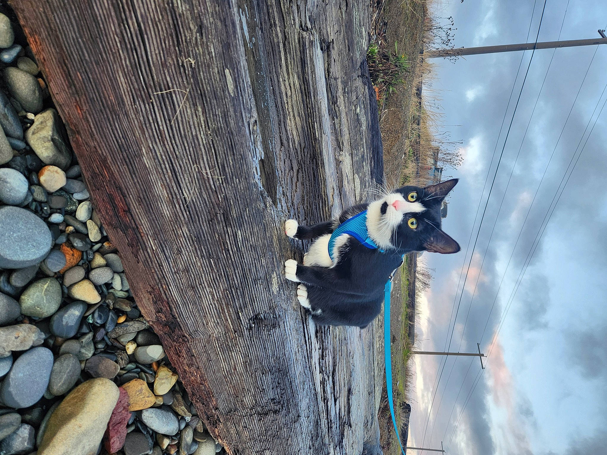 Bronco joined the competition — help win amazing prizes! adventure, bedrock, canidae, carnivore, cloud, collar, dog, dog_breed, electric_blue, leisure, pet_supply, plant, recreation, rope, shadow, sky, sporting_group, stone_wall, water, wood