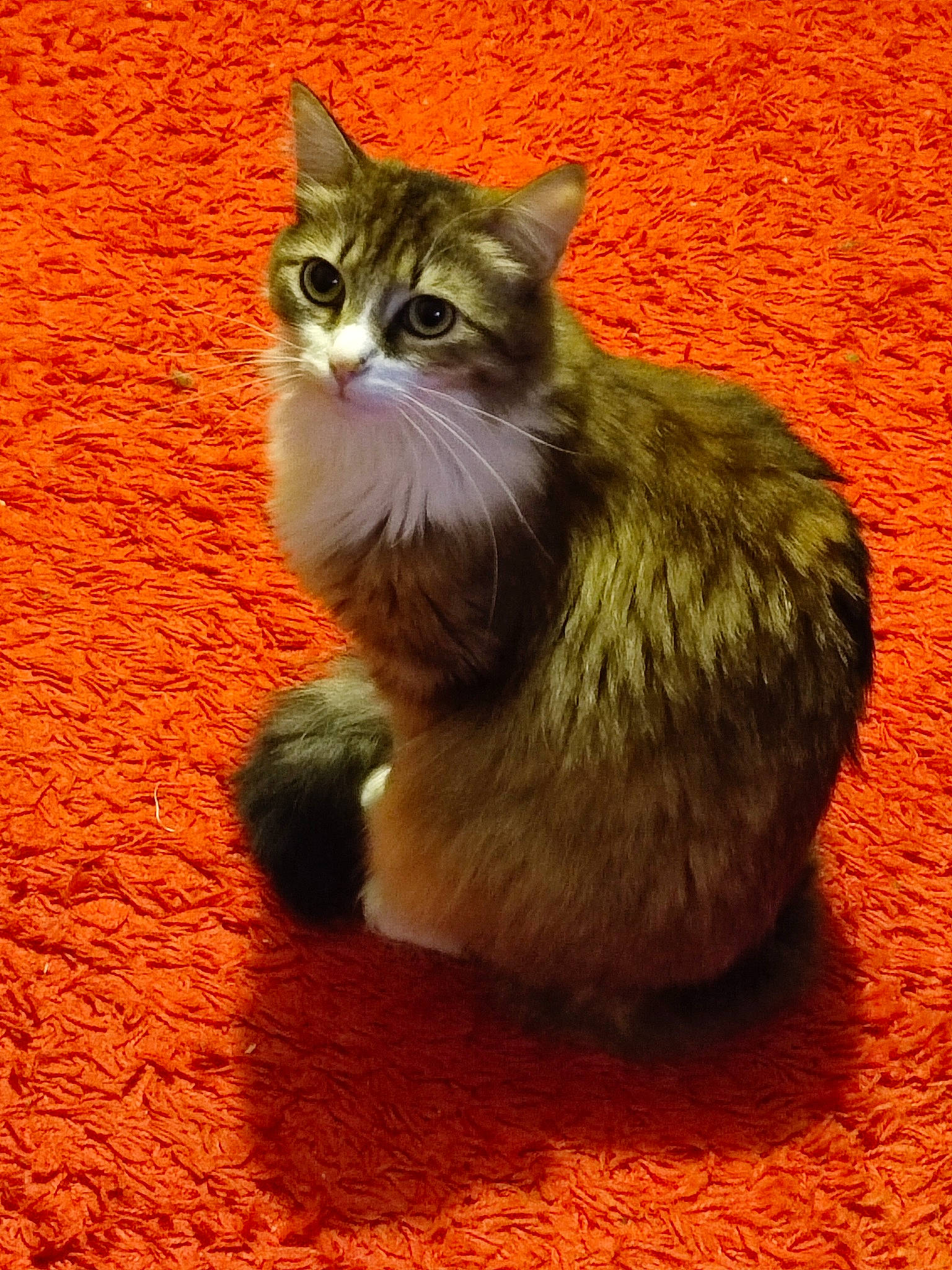 Saphyre a rejoint le concours — aidez-le/la à gagner de superbes lots ! carnivore, cat, claw, domestic_short_haired_cat, fawn, felidae, fur, paw, photo_caption, sitting, small_to_medium_sized_cats, tail, terrestrial_animal, whiskers, wildlife, window, wood