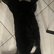 Lewis joined the competition — help win amazing prizes! black_cat, cat, pet, animal, feline, indoor, floor, tile_floor, relaxing, lying_down, white_patch, paw, tail, fur, domestic_cat, sleeping, resting, quiet, calm, close_up